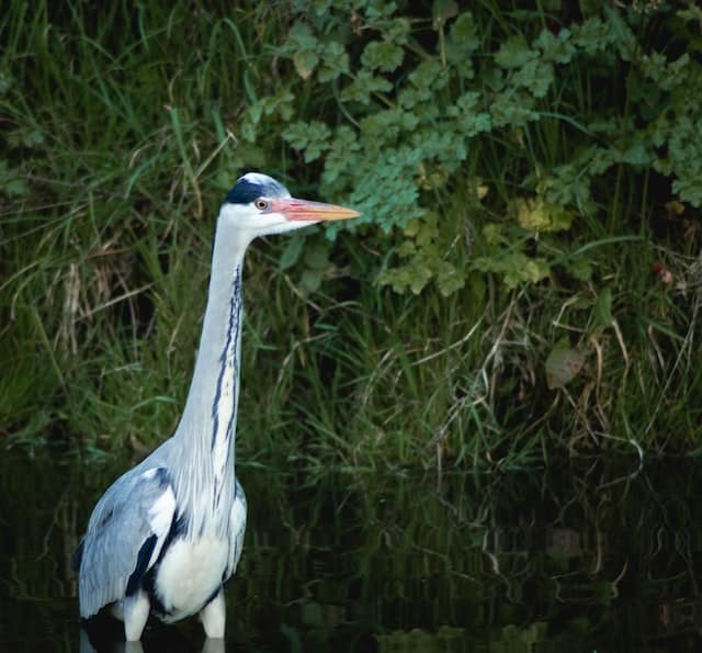 animaux cote atlantique