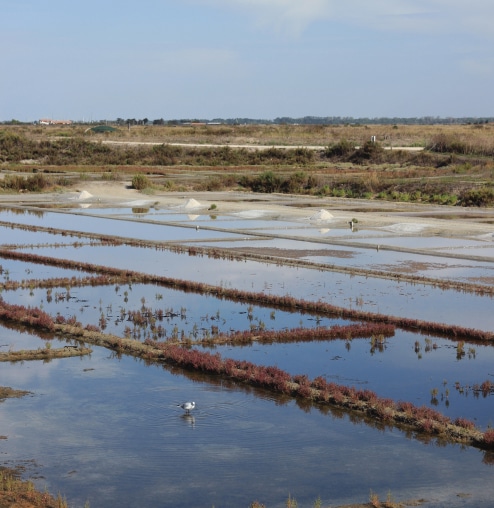 tourisme aux alentours de asserac en loire atlantique